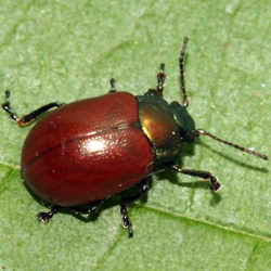 Chrysomela tremulae Chrysomela tremulae